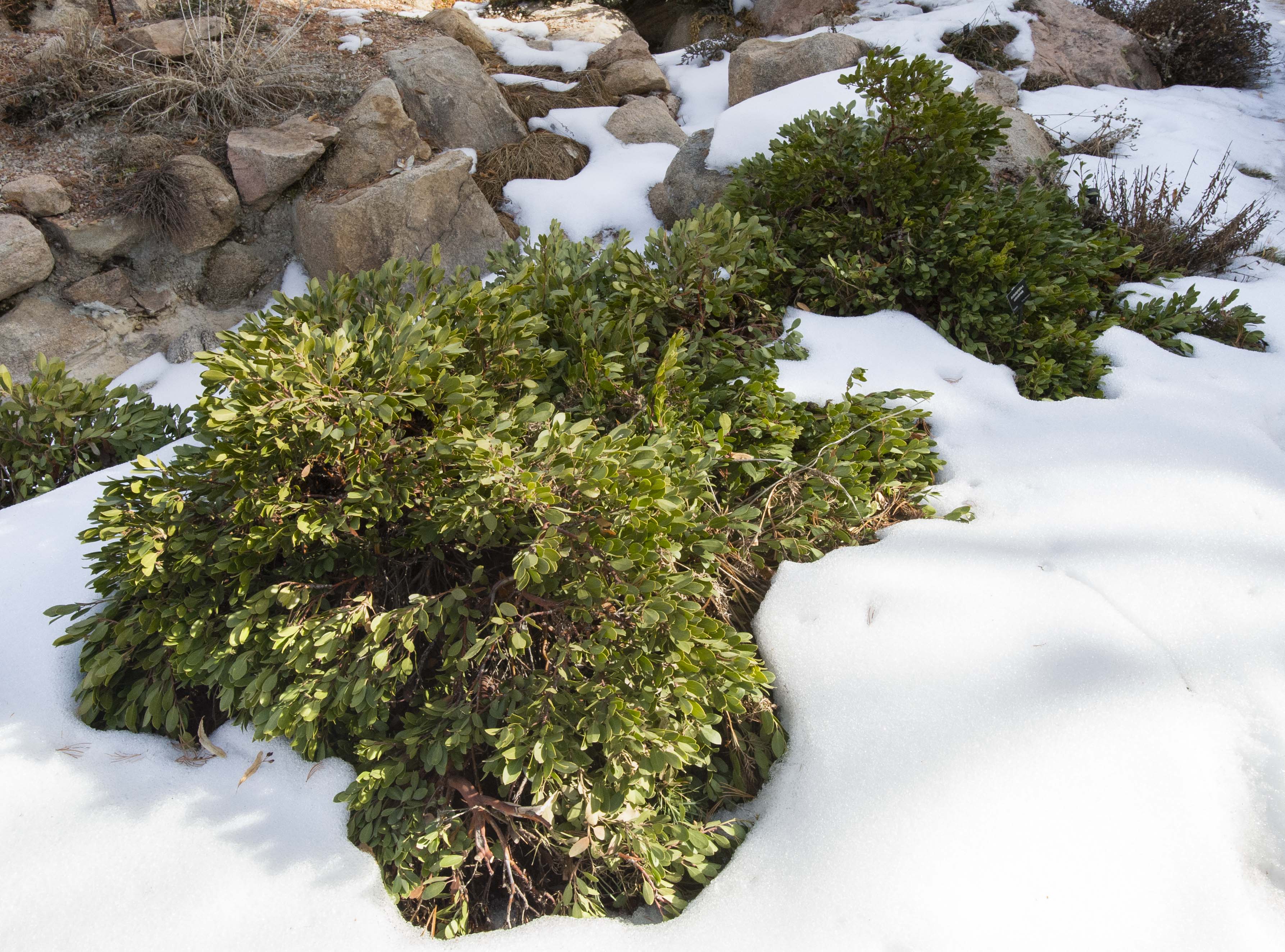 Colorado Springs Utilities Xeriscaping - Mock Bearberry